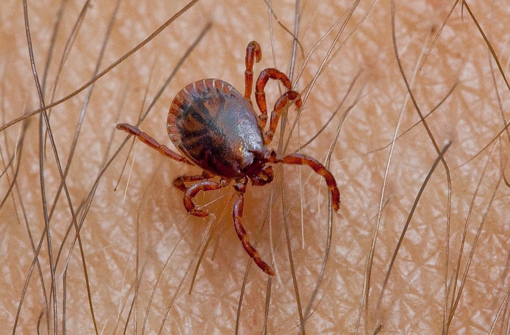 Choroby przenoszone przez kleszcze - jak się przed nimi zabezpieczyć?